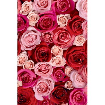 Бумага упаковочная Stewo Rosaria red, 0.7 x 2 м Розы - 1